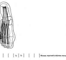 Функционални тестови на долните екстремитети мускулите интерфалангеалните зглобови на прстите