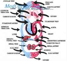 Функционални области на циркулаторниот систем. количини на крв во различни делови на циркулаторниот…