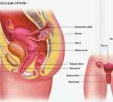 Функционирањето на женскиот репродуктивен систем кај децата