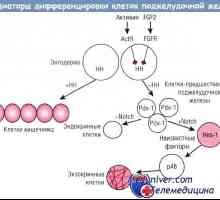 Регулирање на диференцијација на клетките на панкреасот ендокрините жлезди