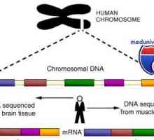 Гени и човечки хромозом. структура