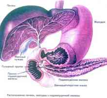 Хепатомегалија, стеатоза панкреатитис и панкреасот и црниот дроб