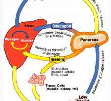 Глукагон и глуконеогенезата. Регулирање на глукагон секреција