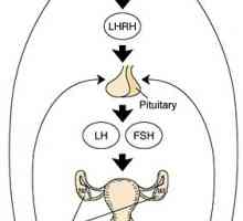 Хипоталамо-хипофизата-јајниците систем. карактеристики возраст