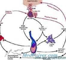 Хипоталамусот. Гонадотропин ослободувачки хормон функција (GnRH)