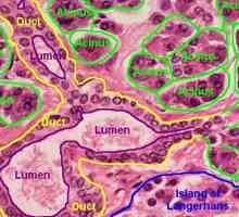 Хистологија на панкреасот