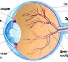 Структурата на човечкото око