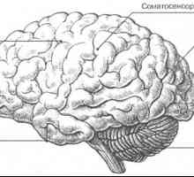 Мозокот: надворешните карактеристики