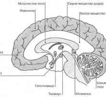 Мозокот внатрешните карактеристики