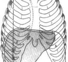 Хируршка анатомија на црниот дроб