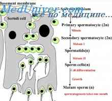 Сперма и неговиот состав. Функционална активност на спермата