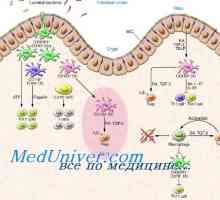 Имуностимулаторен способноста на дендритски клетки. Активирање на вродениот имунитет
