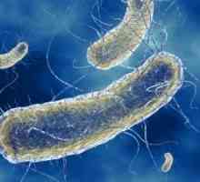 Инфекции предизвикани од Escherichia coli