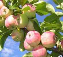 Инвентар пикап slaboroslyh јаболко овошје