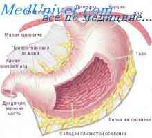 Релаксација на желудникот ако се проголта. Функционира esophageal сфинктер за време на голтањето
