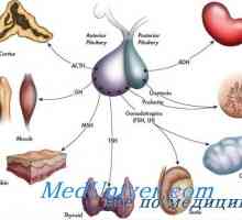 Историја на ендокринологија. Откривањето на инсулин, тироидни хормони и менструалниот циклус