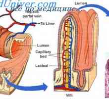 Промени во артериите на матката во gestosis. Прогнозата на пат е изменета на матката артерии