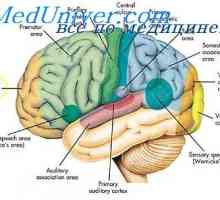 Здружението области на церебралниот кортекс. Физиолошки делови на мозокот