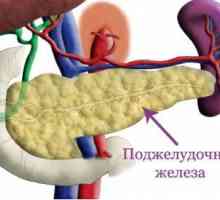 Функцијата на егзокрините на панкреасот