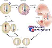 Епигенетските регулирање на ооцит. геномска втиснување