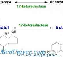 Естроген синтеза, метаболизам. естрогенски рецептори