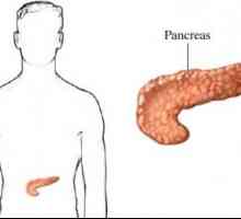 Што значи човечки панкреасот?