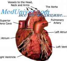 Надворешна регулација на пумпна функција на срцето. Автономниот регулирање на срцето