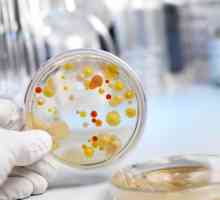 E. coli бактерии и растењето
