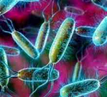E. coli: третман, симптомите, причините, симптомите