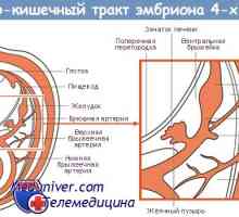 Формирање на желудникот. на ембрион стомакот