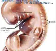 Цревата на ембрионот. Генито-уринарниот систем на ембрионот
