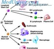 Клетките кои влијаат на матични клетки. Генерациски циклус на матични клетки