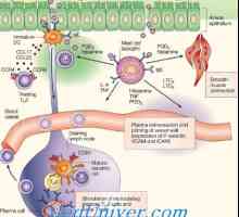 Клеточна терапија на туморни болести. Анти-инфективен активност на дендритични клетки