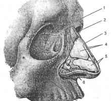 Клиничка анатомија на носот и параназалните синуси