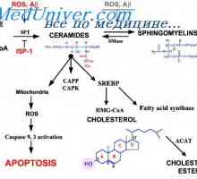 Фосфолипиди и нивната размена. Физиологија на холестеролот образование