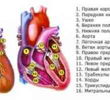 Во комбинација (dvuklapannye и три-вентил), срцеви заболувања, митрална и аортна дефект