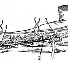 Комплекси ткиво подлактица. Запис од задниот дел на interosseous артерија