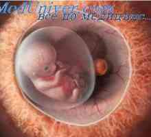 Екстремитетите на ембрионот. Coverslips формирање фетусот
