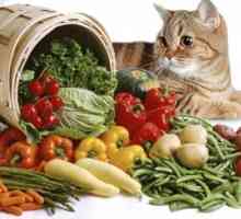 Храна, исхрана и диета за кучиња и мачки со панкреатитис од храна?