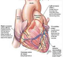 Коронарниот проток на крв. Физиологија на снабдување со крв на срцето
