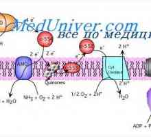 АТП синтеза со расцеп на глукоза. Ослободување на енергија од гликоген