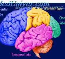 Мозочната кора. Физиолошка анатомија на церебралниот кортекс