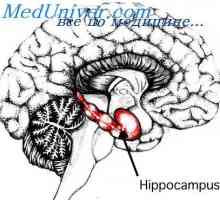Кортикални области завршуваат фетусот мозокот. феталниот хипокампусот