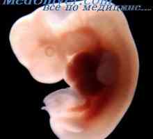 Фетусот кожата. ембрионски епидермисот