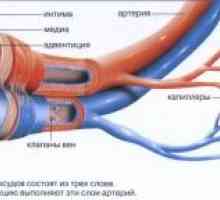Со хумани крвните садови: структура и функција
