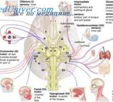 Фацијалниот нерв ембрионот. фетусот аудитивни нерв