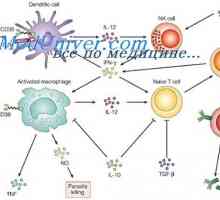 Лиганди на рецептор на ефектори на вродениот имунитет. Пептидогликан, lipopeptides