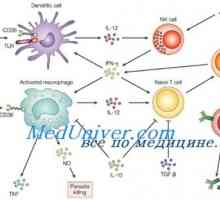 Likopid како имуномодулатор. Механизми на имунолошкиот licopid стимулација