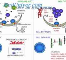 Лимфоцити и моноцити ембрион. макрофагите на фетусот ткиво