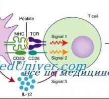 Лимфокини се активираат клетки убијци за имунизација. Ефект на лимфокини се активираат клетки…